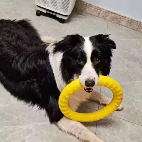 Zabawka dla psa puller ringo gryzak do szkolenia treningu rzucania zestaw xl 29cm 2szt