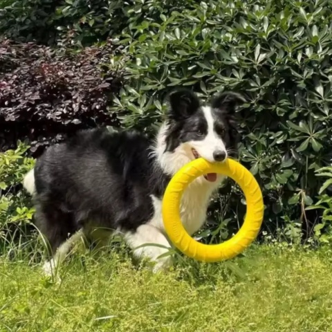 Zabawka dla psa puller ringo gryzak do szkolenia treningu rzucania zestaw xl 29cm 2szt