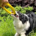 Zabawka dla psa puller ringo gryzak do szkolenia treningu rzucania zestaw xl 29cm 2szt